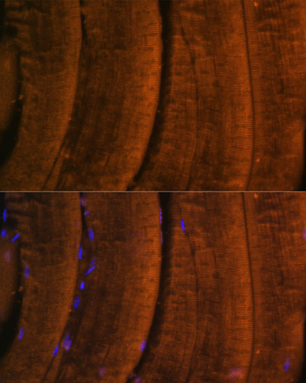 Immunofluorescence analysis of mouse skeletal muscle using MYH2 Polyclonal Antibody (15-967) at dilution of 1:100 (40x lens) . Blue: DAPI for nuclear staining.