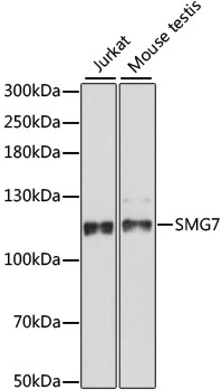 Western blot analysis of extracts of various cell lines, using SMG7 antibody (16-018) at 1:1000 dilution.<br/>Secondary antibody: HRP Goat Anti-Rabbit IgG (H+L) at 1:10000 dilution.<br/>Lysates/proteins: 25ug per lane.<br/>Blocking buffer: 3% nonfat dry milk in TBST.<br/>Detection: ECL Basic Kit.<br/>Exposure time: 90s.