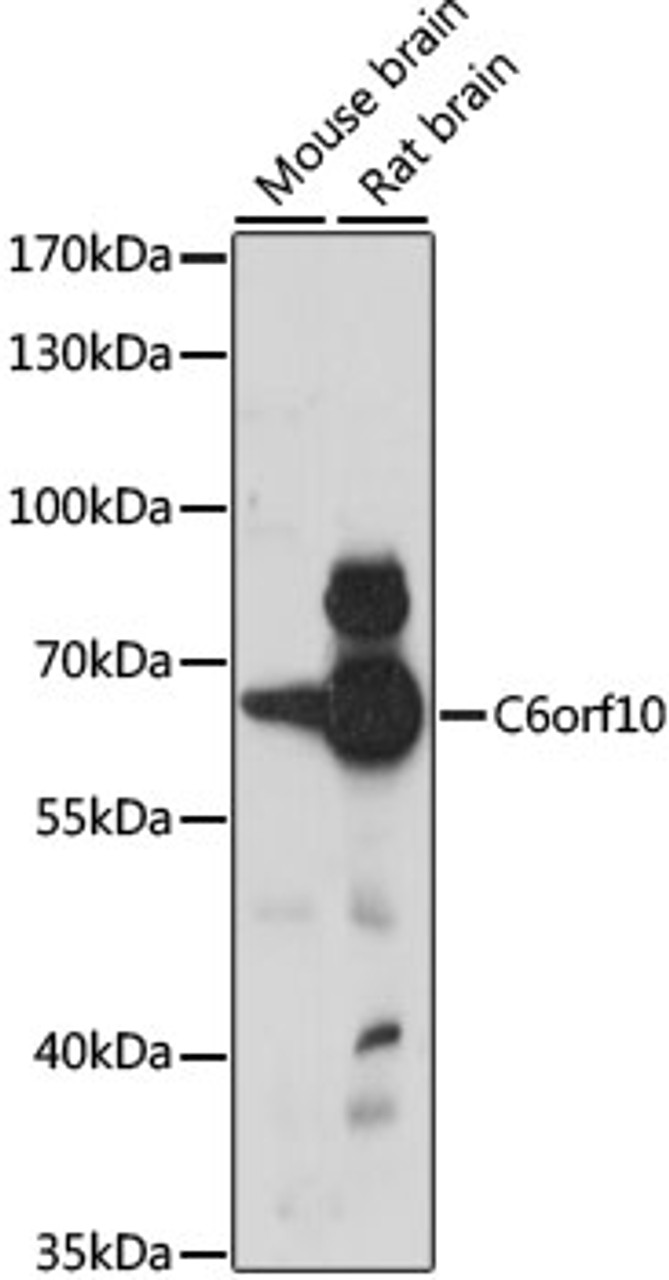 Western blot analysis of extracts of various cell lines, using C6orf10 antibody (16-028) at 1:1000 dilution.<br/>Secondary antibody: HRP Goat Anti-Rabbit IgG (H+L) at 1:10000 dilution.<br/>Lysates/proteins: 25ug per lane.<br/>Blocking buffer: 3% nonfat dry milk in TBST.<br/>Detection: ECL Basic Kit.<br/>Exposure time: 30s.