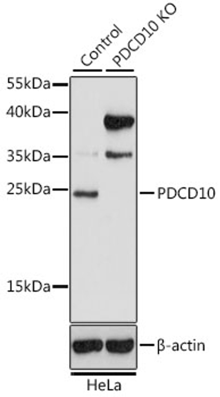 Western blot analysis of extracts from normal (control) and PDCD10 knockout (KO) HeLa cells, using PDCD10 antibody (16-032) at 1:1000 dilution.<br/>Secondary antibody: HRP Goat Anti-Rabbit IgG (H+L) at 1:10000 dilution.<br/>Lysates/proteins: 25ug per lane.<br/>Blocking buffer: 3% nonfat dry milk in TBST.<br/>Detection: ECL Basic Kit.<br/>Exposure time: 15s.
