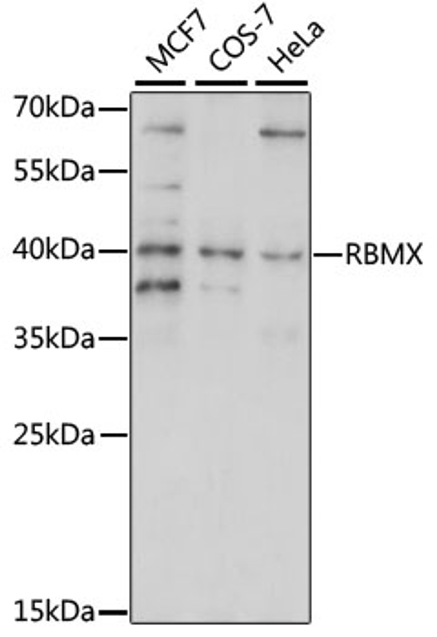 Western blot analysis of extracts of various cell lines, using RBMX antibody (16-046) at 1:1000 dilution.<br/>Secondary antibody: HRP Goat Anti-Rabbit IgG (H+L) at 1:10000 dilution.<br/>Lysates/proteins: 25ug per lane.<br/>Blocking buffer: 3% nonfat dry milk in TBST.<br/>Detection: ECL Enhanced Kit.<br/>Exposure time: 30s.