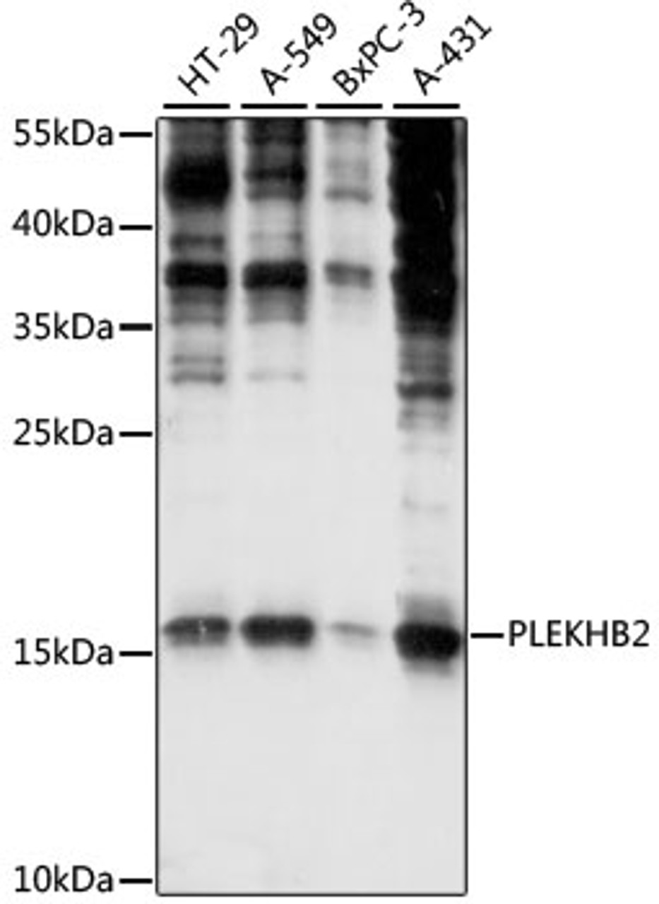 Western blot analysis of extracts of various cell lines, using PLEKHB2 antibody (16-055) at 1:1000 dilution.<br/>Secondary antibody: HRP Goat Anti-Rabbit IgG (H+L) at 1:10000 dilution.<br/>Lysates/proteins: 25ug per lane.<br/>Blocking buffer: 3% nonfat dry milk in TBST.<br/>Detection: ECL Basic Kit.<br/>Exposure time: 30s.