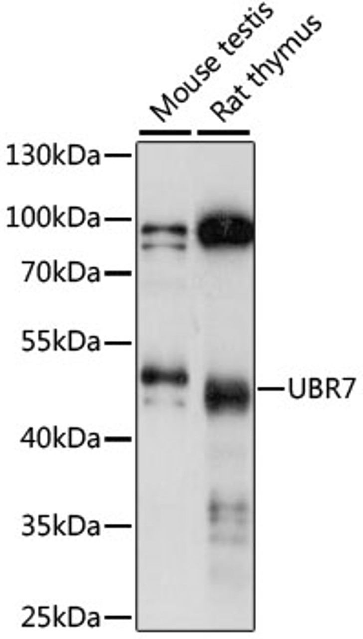 Western blot analysis of extracts of various cell lines, using UBR7 antibody (16-056) at 1:1000 dilution.<br/>Secondary antibody: HRP Goat Anti-Rabbit IgG (H+L) at 1:10000 dilution.<br/>Lysates/proteins: 25ug per lane.<br/>Blocking buffer: 3% nonfat dry milk in TBST.<br/>Detection: ECL Basic Kit.<br/>Exposure time: 30s.