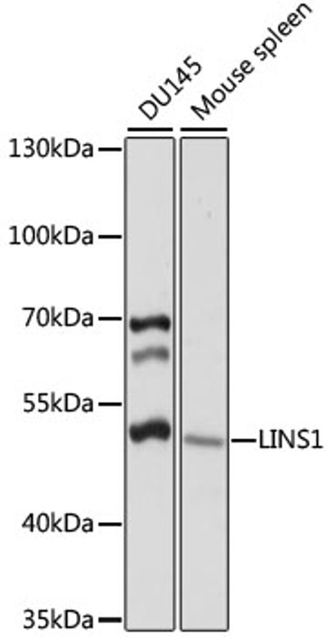 Western blot analysis of extracts of various cell lines, using LINS1 antibody (16-057) at 1:1000 dilution.<br/>Secondary antibody: HRP Goat Anti-Rabbit IgG (H+L) at 1:10000 dilution.<br/>Lysates/proteins: 25ug per lane.<br/>Blocking buffer: 3% nonfat dry milk in TBST.<br/>Detection: ECL Basic Kit.<br/>Exposure time: 10s.