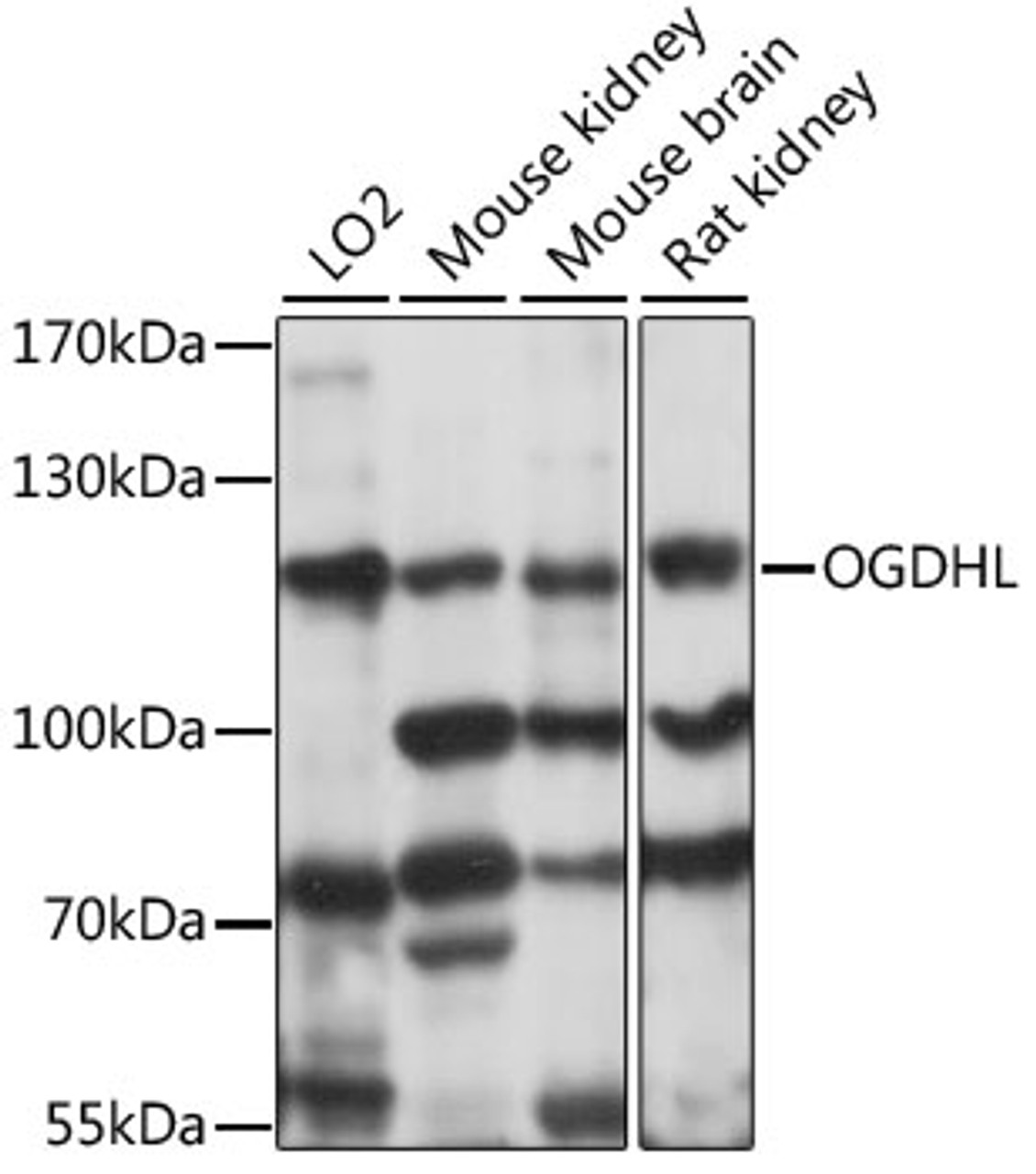 Western blot analysis of extracts of various cell lines, using OGDHL antibody (16-061) at 1:1000 dilution.<br/>Secondary antibody: HRP Goat Anti-Rabbit IgG (H+L) at 1:10000 dilution.<br/>Lysates/proteins: 25ug per lane.<br/>Blocking buffer: 3% nonfat dry milk in TBST.<br/>Detection: ECL Basic Kit.<br/>Exposure time: 5s.