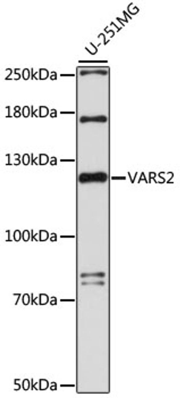 Western blot analysis of extracts of U-251MG cells, using VARS2 antibody (16-066) at 1:1000 dilution.<br/>Secondary antibody: HRP Goat Anti-Rabbit IgG (H+L) at 1:10000 dilution.<br/>Lysates/proteins: 25ug per lane.<br/>Blocking buffer: 3% nonfat dry milk in TBST.<br/>Detection: ECL Basic Kit.<br/>Exposure time: 90s.