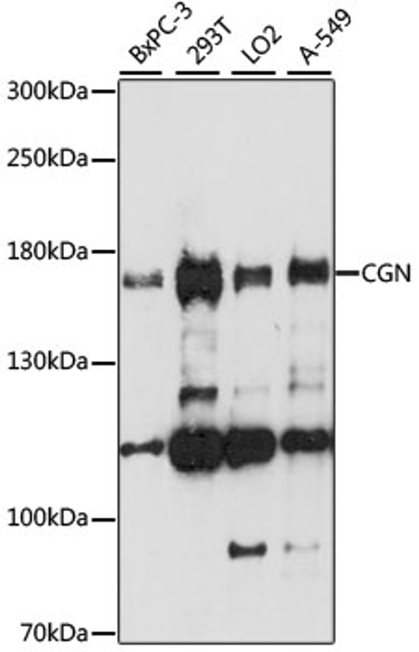Western blot analysis of extracts of various cell lines, using CGN antibody (16-069) at 1:1000 dilution.<br/>Secondary antibody: HRP Goat Anti-Rabbit IgG (H+L) at 1:10000 dilution.<br/>Lysates/proteins: 25ug per lane.<br/>Blocking buffer: 3% nonfat dry milk in TBST.<br/>Detection: ECL Basic Kit.<br/>Exposure time: 90s.