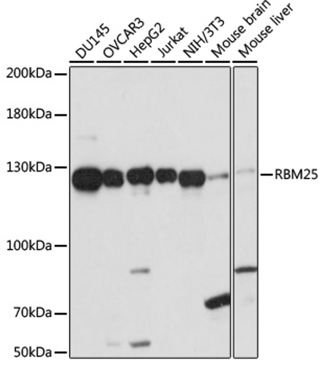 Western blot analysis of extracts of various cell lines, using RBM25 antibody (16-074) at 1:1000 dilution.<br/>Secondary antibody: HRP Goat Anti-Rabbit IgG (H+L) at 1:10000 dilution.<br/>Lysates/proteins: 25ug per lane.<br/>Blocking buffer: 3% nonfat dry milk in TBST.<br/>Detection: ECL Basic Kit.<br/>Exposure time: 60s.