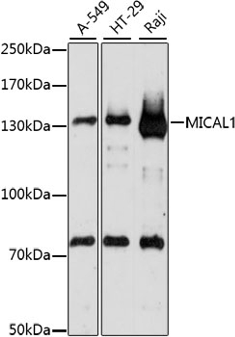 Western blot analysis of extracts of various cell lines, using MICAL1 antibody (16-080) at 1:1000 dilution.<br/>Secondary antibody: HRP Goat Anti-Rabbit IgG (H+L) at 1:10000 dilution.<br/>Lysates/proteins: 25ug per lane.<br/>Blocking buffer: 3% nonfat dry milk in TBST.<br/>Detection: ECL Basic Kit.<br/>Exposure time: 90s.