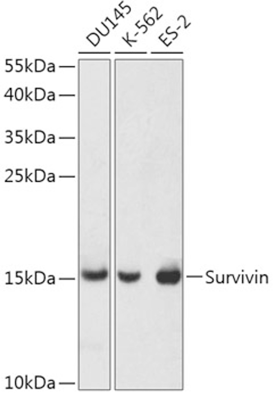 Western blot analysis of extracts of various cell lines, using Survivin antibody (16-083) at 1:1000 dilution.<br/>Secondary antibody: HRP Goat Anti-Rabbit IgG (H+L) at 1:10000 dilution.<br/>Lysates/proteins: 25ug per lane.<br/>Blocking buffer: 3% nonfat dry milk in TBST.<br/>Detection: ECL Enhanced Kit.<br/>Exposure time: 30s.