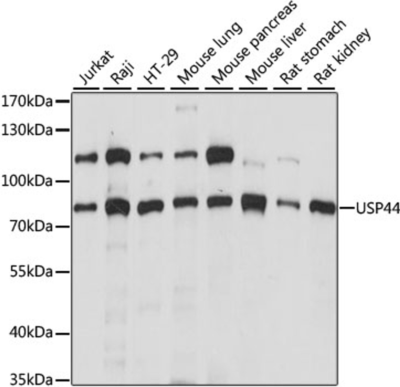 Western blot analysis of extracts of various cell lines, using USP44 antibody (16-092) at 1:1000 dilution.<br/>Secondary antibody: HRP Goat Anti-Rabbit IgG (H+L) at 1:10000 dilution.<br/>Lysates/proteins: 25ug per lane.<br/>Blocking buffer: 3% nonfat dry milk in TBST.<br/>Detection: ECL Basic Kit.<br/>Exposure time: 1s.