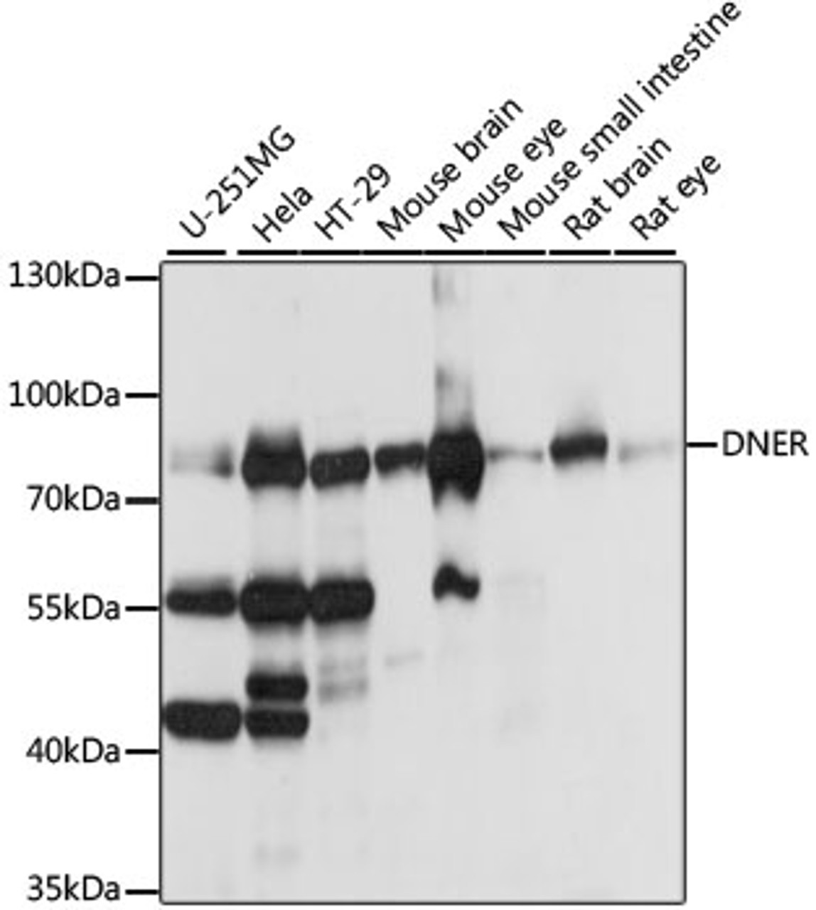 Western blot analysis of extracts of various cell lines, using DNER antibody (16-105) at 1:1000 dilution.<br/>Secondary antibody: HRP Goat Anti-Rabbit IgG (H+L) at 1:10000 dilution.<br/>Lysates/proteins: 25ug per lane.<br/>Blocking buffer: 3% nonfat dry milk in TBST.<br/>Detection: ECL Basic Kit.<br/>Exposure time: 10s.
