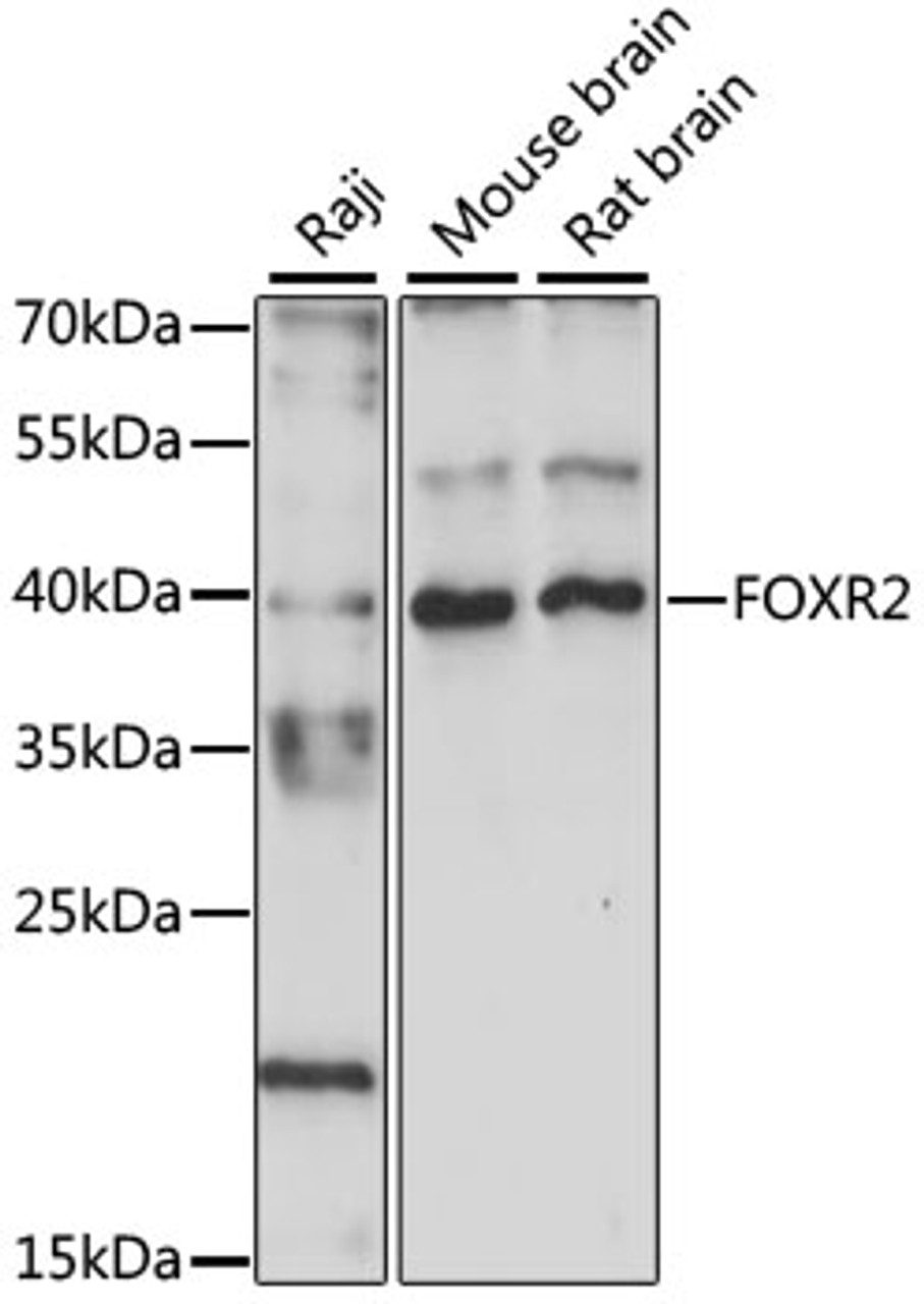 Western blot analysis of extracts of various cell lines, using FOXR2 antibody (16-113) at 1:1000 dilution.<br/>Secondary antibody: HRP Goat Anti-Rabbit IgG (H+L) at 1:10000 dilution.<br/>Lysates/proteins: 25ug per lane.<br/>Blocking buffer: 3% nonfat dry milk in TBST.<br/>Detection: ECL Basic Kit.<br/>Exposure time: 90s.