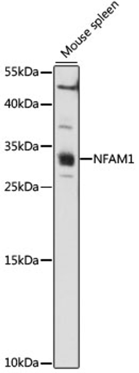 Western blot analysis of extracts of Mouse spleen, using NFAM1 antibody (16-115) at 1:1000 dilution.<br/>Secondary antibody: HRP Goat Anti-Rabbit IgG (H+L) at 1:10000 dilution.<br/>Lysates/proteins: 25ug per lane.<br/>Blocking buffer: 3% nonfat dry milk in TBST.<br/>Detection: ECL Basic Kit.<br/>Exposure time: 90s.