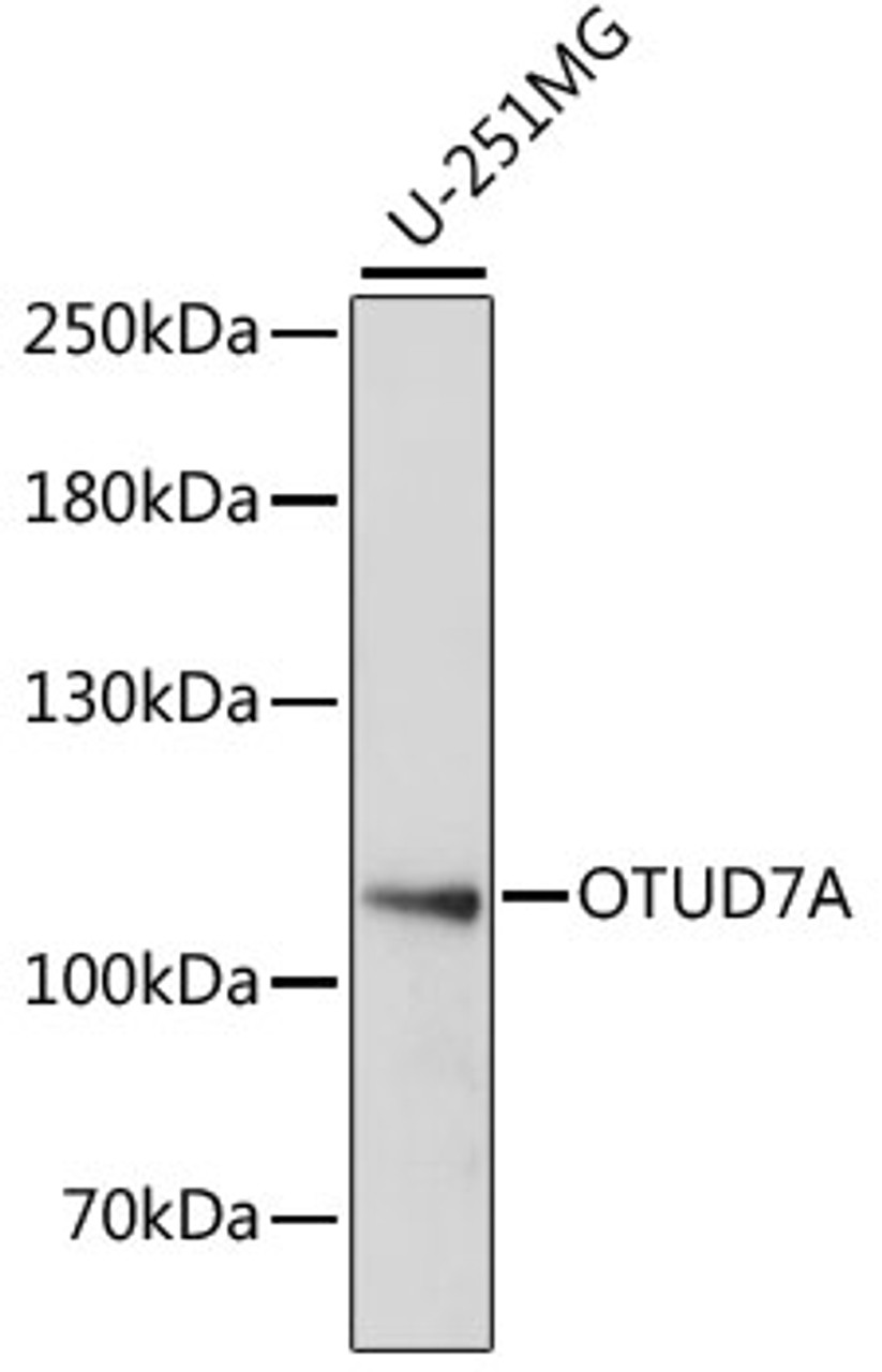 Western blot analysis of extracts of U-251MG cells, using OTUD7A antibody (16-116) at 1:1000 dilution.<br/>Secondary antibody: HRP Goat Anti-Rabbit IgG (H+L) at 1:10000 dilution.<br/>Lysates/proteins: 25ug per lane.<br/>Blocking buffer: 3% nonfat dry milk in TBST.<br/>Detection: ECL Basic Kit.<br/>Exposure time: 30s.
