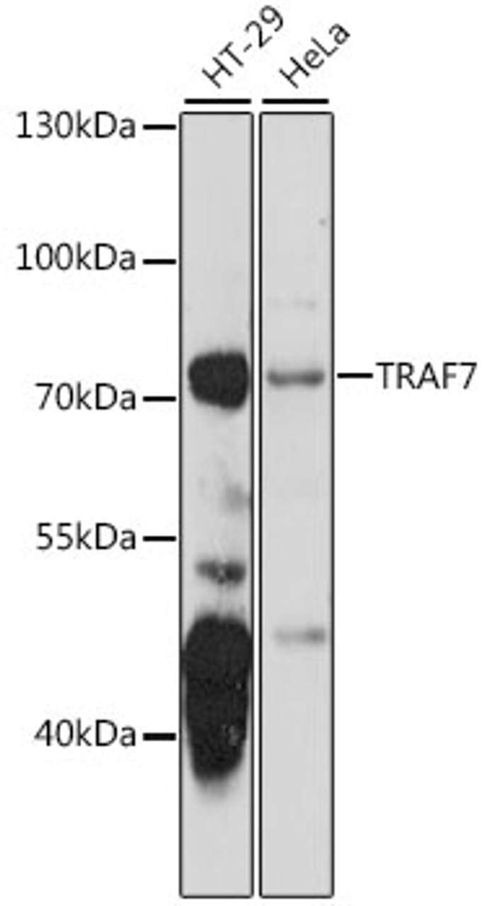 Western blot analysis of extracts of various cell lines, using TRAF7 antibody (16-134) at 1:1000 dilution.<br/>Secondary antibody: HRP Goat Anti-Rabbit IgG (H+L) at 1:10000 dilution.<br/>Lysates/proteins: 25ug per lane.<br/>Blocking buffer: 3% nonfat dry milk in TBST.<br/>Detection: ECL Basic Kit.<br/>Exposure time: 15s.