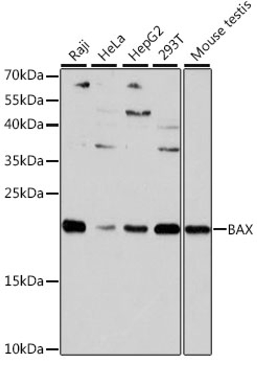 Western blot analysis of extracts of various cell lines, using BAX antibody (16-152) at 1:1000 dilution.<br/>Secondary antibody: HRP Goat Anti-Rabbit IgG (H+L) at 1:10000 dilution.<br/>Lysates/proteins: 25ug per lane.<br/>Blocking buffer: 3% nonfat dry milk in TBST.<br/>Detection: ECL Basic Kit.<br/>Exposure time: 30s.