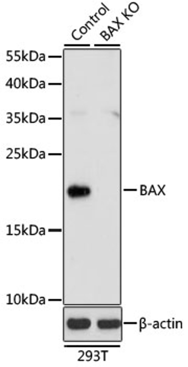 Western blot analysis of extracts from normal (control) and BAX knockout (KO) 293T cells, using BAX antibody (16-152) at 1:1000 dilution.<br/>Secondary antibody: HRP Goat Anti-Rabbit IgG (H+L) at 1:10000 dilution.<br/>Lysates/proteins: 25ug per lane.<br/>Blocking buffer: 3% nonfat dry milk in TBST.<br/>Detection: ECL Basic Kit.<br/>Exposure time: 5s.