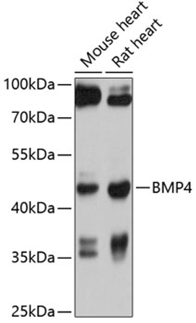 Western blot analysis of extracts of various cell lines, using BMP4 antibody (16-160) at 1:1000 dilution.<br/>Secondary antibody: HRP Goat Anti-Rabbit IgG (H+L) at 1:10000 dilution.<br/>Lysates/proteins: 25ug per lane.<br/>Blocking buffer: 3% nonfat dry milk in TBST.<br/>Detection: ECL Basic Kit.<br/>Exposure time: 5s.