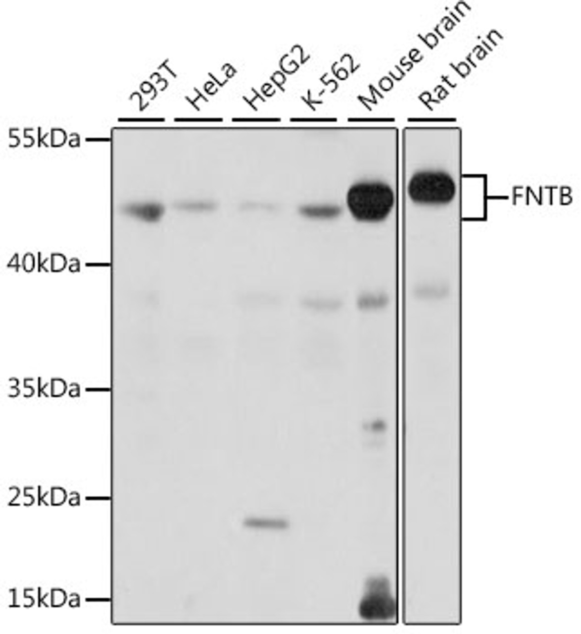 Western blot analysis of extracts of various cell lines, using FNTB antibody (16-171) at 1:1000 dilution.<br/>Secondary antibody: HRP Goat Anti-Rabbit IgG (H+L) at 1:10000 dilution.<br/>Lysates/proteins: 25ug per lane.<br/>Blocking buffer: 3% nonfat dry milk in TBST.<br/>Detection: ECL Basic Kit.<br/>Exposure time: 15s.