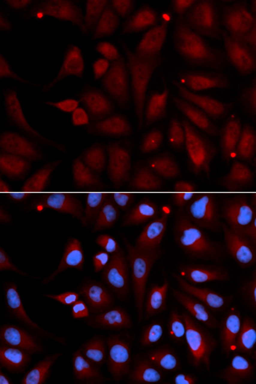 Immunofluorescence analysis of U2OS cells using MAOB antibody (16-178) . Blue: DAPI for nuclear staining.