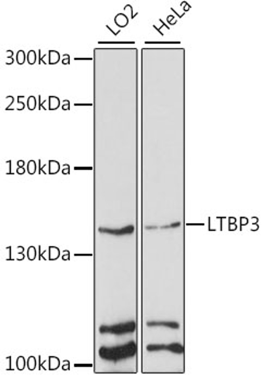 Western blot analysis of extracts of various cell lines, using LTBP3 antibody (16-183) at 1:1000 dilution.<br/>Secondary antibody: HRP Goat Anti-Rabbit IgG (H+L) at 1:10000 dilution.<br/>Lysates/proteins: 25ug per lane.<br/>Blocking buffer: 3% nonfat dry milk in TBST.<br/>Detection: ECL Enhanced Kit.<br/>Exposure time: 30s.