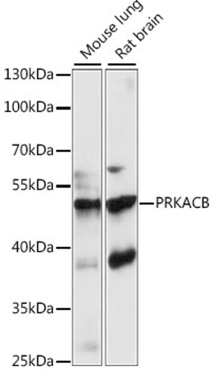 Western blot analysis of extracts of various cell lines, using PRKACB antibody (16-192) at 1:1000 dilution.<br/>Secondary antibody: HRP Goat Anti-Rabbit IgG (H+L) at 1:10000 dilution.<br/>Lysates/proteins: 25ug per lane.<br/>Blocking buffer: 3% nonfat dry milk in TBST.<br/>Detection: ECL Basic Kit.<br/>Exposure time: 90s.