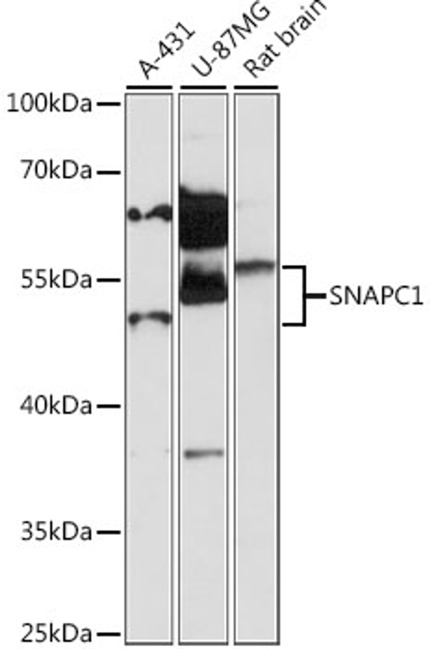 Western blot analysis of extracts of various cell lines, using SNAPC1 antibody (16-201) at 1:1000 dilution.<br/>Secondary antibody: HRP Goat Anti-Rabbit IgG (H+L) at 1:10000 dilution.<br/>Lysates/proteins: 25ug per lane.<br/>Blocking buffer: 3% nonfat dry milk in TBST.<br/>Detection: ECL Enhanced Kit.<br/>Exposure time: 90s.