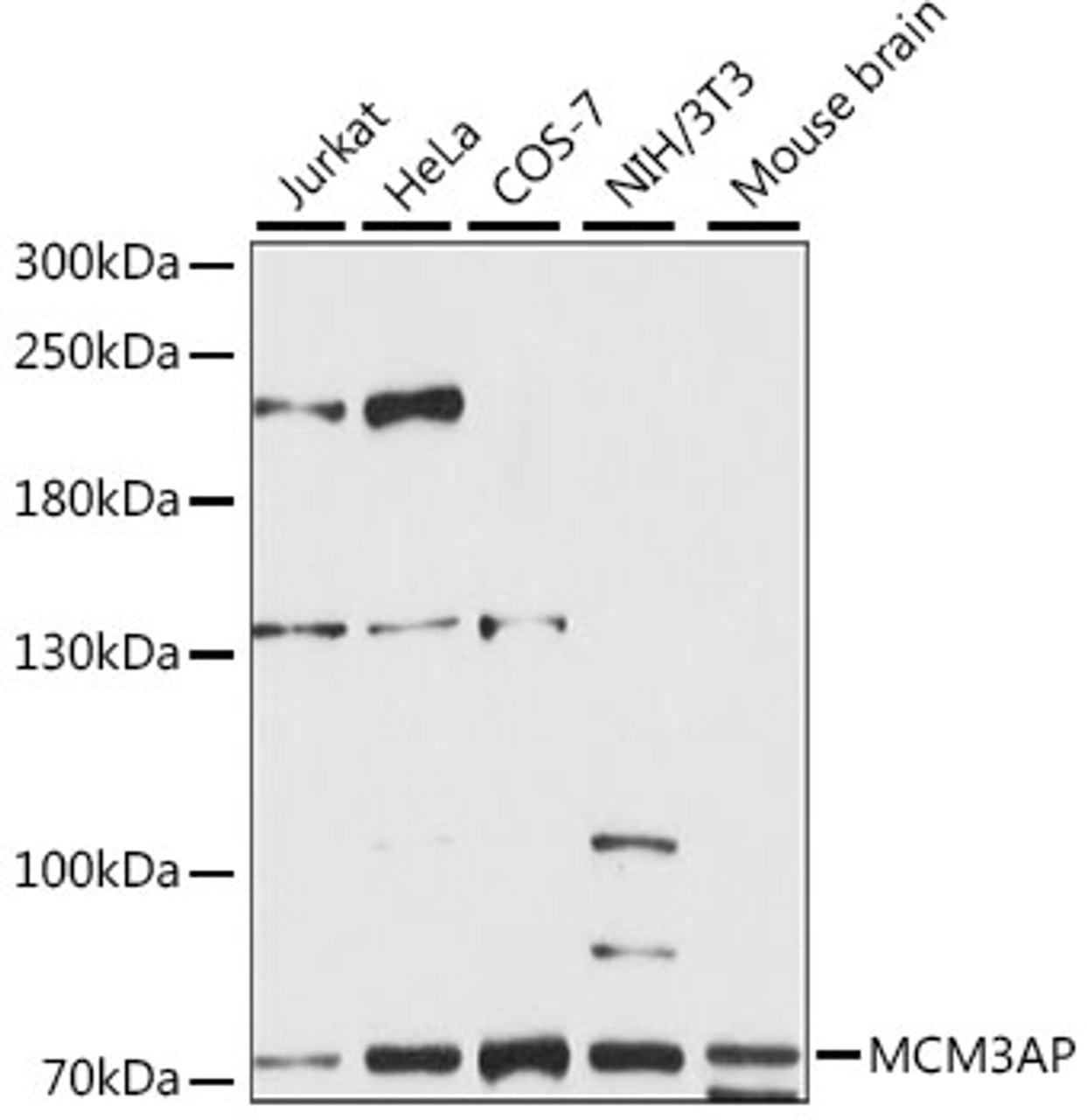 Western blot analysis of extracts of various cell lines, using MCM3AP antibody (16-211) at 1:1000 dilution.<br/>Secondary antibody: HRP Goat Anti-Rabbit IgG (H+L) at 1:10000 dilution.<br/>Lysates/proteins: 25ug per lane.<br/>Blocking buffer: 3% nonfat dry milk in TBST.<br/>Detection: ECL Enhanced Kit.<br/>Exposure time: 60s.