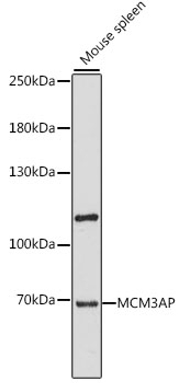 Western blot analysis of extracts of mouse spleen, using MCM3AP antibody (16-212) at 1:1000 dilution.<br/>Secondary antibody: HRP Goat Anti-Rabbit IgG (H+L) at 1:10000 dilution.<br/>Lysates/proteins: 25ug per lane.<br/>Blocking buffer: 3% nonfat dry milk in TBST.<br/>Detection: ECL Enhanced Kit.<br/>Exposure time: 60s.