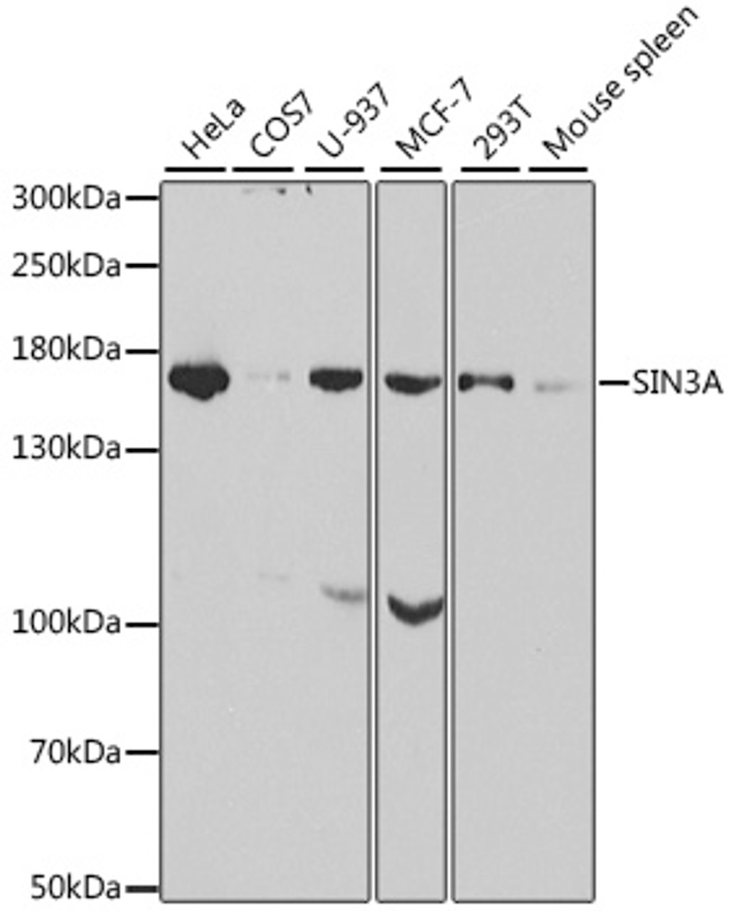 Western blot analysis of extracts of various cell lines, using SIN3A antibody (16-224) at 1:1000 dilution.<br/>Secondary antibody: HRP Goat Anti-Rabbit IgG (H+L) at 1:10000 dilution.<br/>Lysates/proteins: 25ug per lane.<br/>Blocking buffer: 3% nonfat dry milk in TBST.
