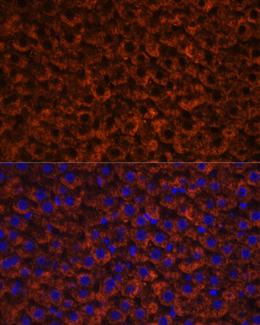 Immunofluorescence analysis of rat liver using Factor IX / F9 Polyclonal Antibody (16-228) at dilution of 1:100 (40x lens) . Blue: DAPI for nuclear staining.