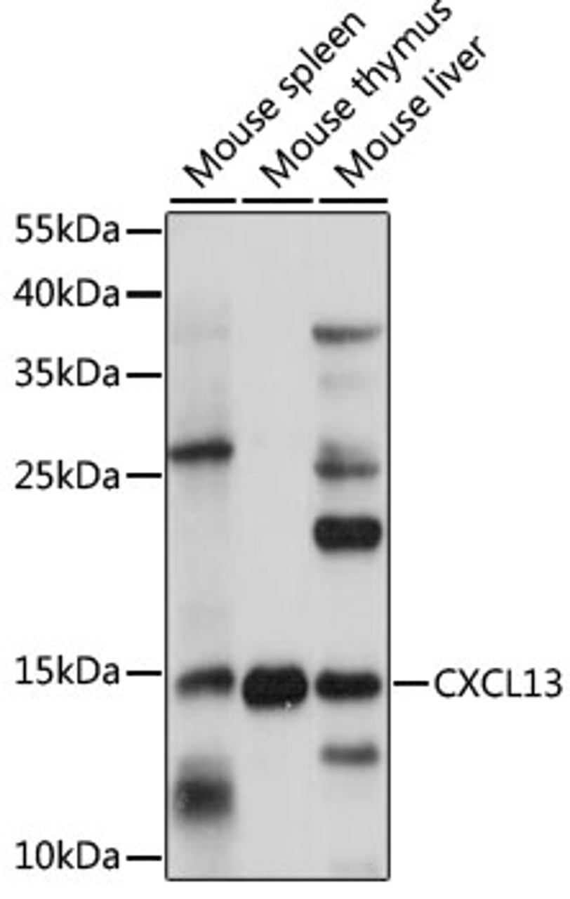 Western blot analysis of extracts of various cell lines, using CXCL13 antibody (16-229) at 1:1000 dilution.<br/>Secondary antibody: HRP Goat Anti-Rabbit IgG (H+L) at 1:10000 dilution.<br/>Lysates/proteins: 25ug per lane.<br/>Blocking buffer: 3% nonfat dry milk in TBST.<br/>Detection: ECL Basic Kit.<br/>Exposure time: 90s.