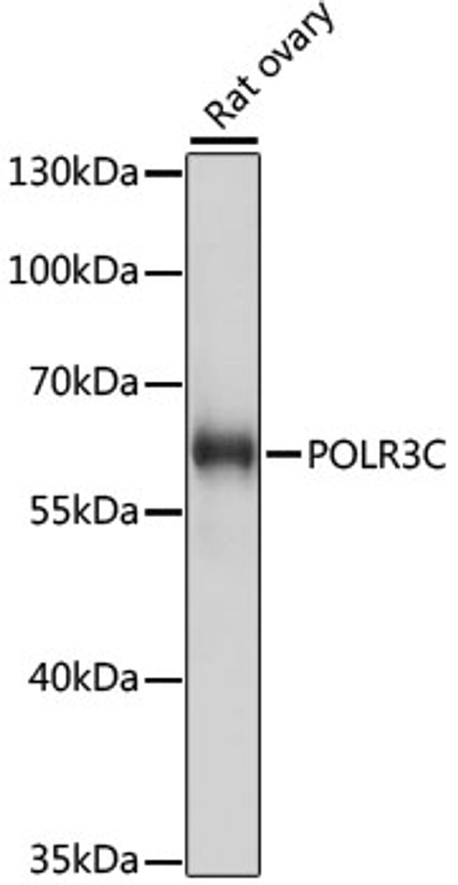 Western blot analysis of extracts of rat ovary, using POLR3C antibody (16-230) at 1:1000 dilution.<br/>Secondary antibody: HRP Goat Anti-Rabbit IgG (H+L) at 1:10000 dilution.<br/>Lysates/proteins: 25ug per lane.<br/>Blocking buffer: 3% nonfat dry milk in TBST.<br/>Detection: ECL Basic Kit.<br/>Exposure time: 10s.