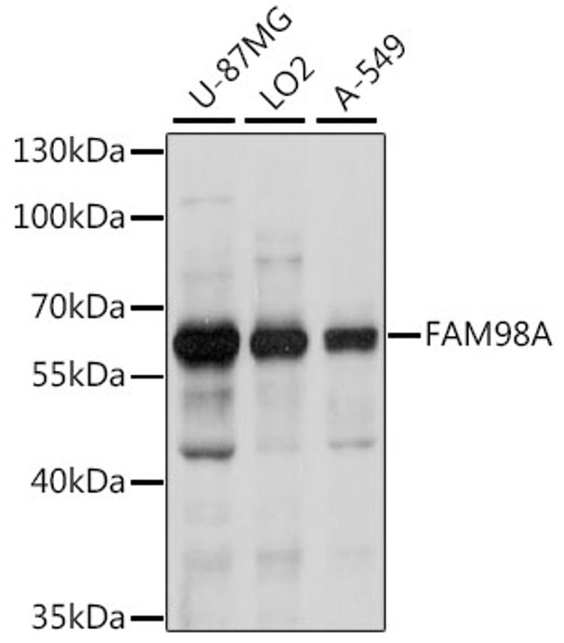 Western blot analysis of extracts of various cell lines, using FAM98A antibody (16-243) at 1:1000 dilution.<br/>Secondary antibody: HRP Goat Anti-Rabbit IgG (H+L) at 1:10000 dilution.<br/>Lysates/proteins: 25ug per lane.<br/>Blocking buffer: 3% nonfat dry milk in TBST.<br/>Detection: ECL Basic Kit.<br/>Exposure time: 10s.