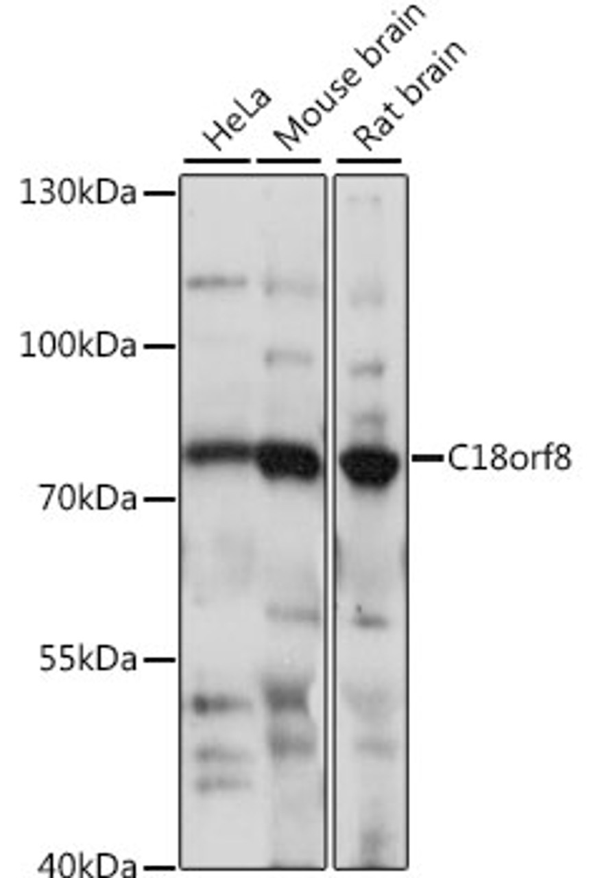 Western blot analysis of extracts of various cell lines, using C18orf8 antibody (16-260) at 1:1000 dilution.<br/>Secondary antibody: HRP Goat Anti-Rabbit IgG (H+L) at 1:10000 dilution.<br/>Lysates/proteins: 25ug per lane.<br/>Blocking buffer: 3% nonfat dry milk in TBST.<br/>Detection: ECL Basic Kit.<br/>Exposure time: 10s.