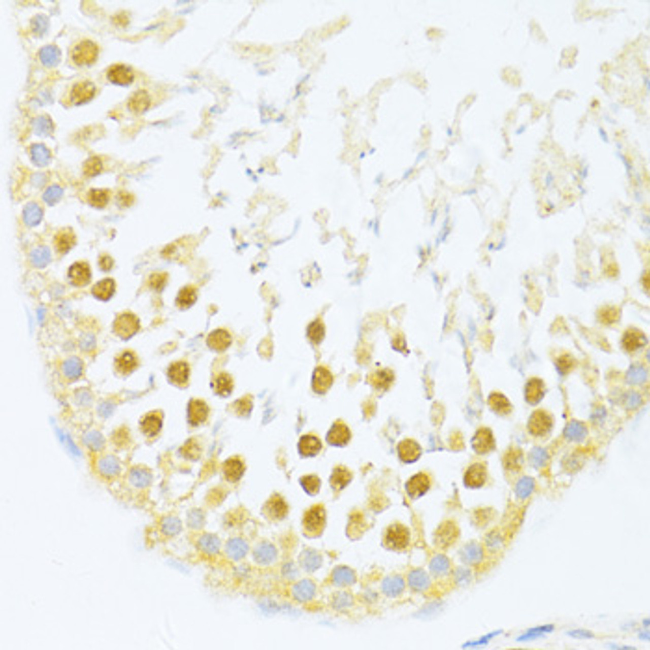 Immunohistochemistry of paraffin-embedded rat testis using PXR antibody (16-262) at dilution of 1:100 (40x lens) .