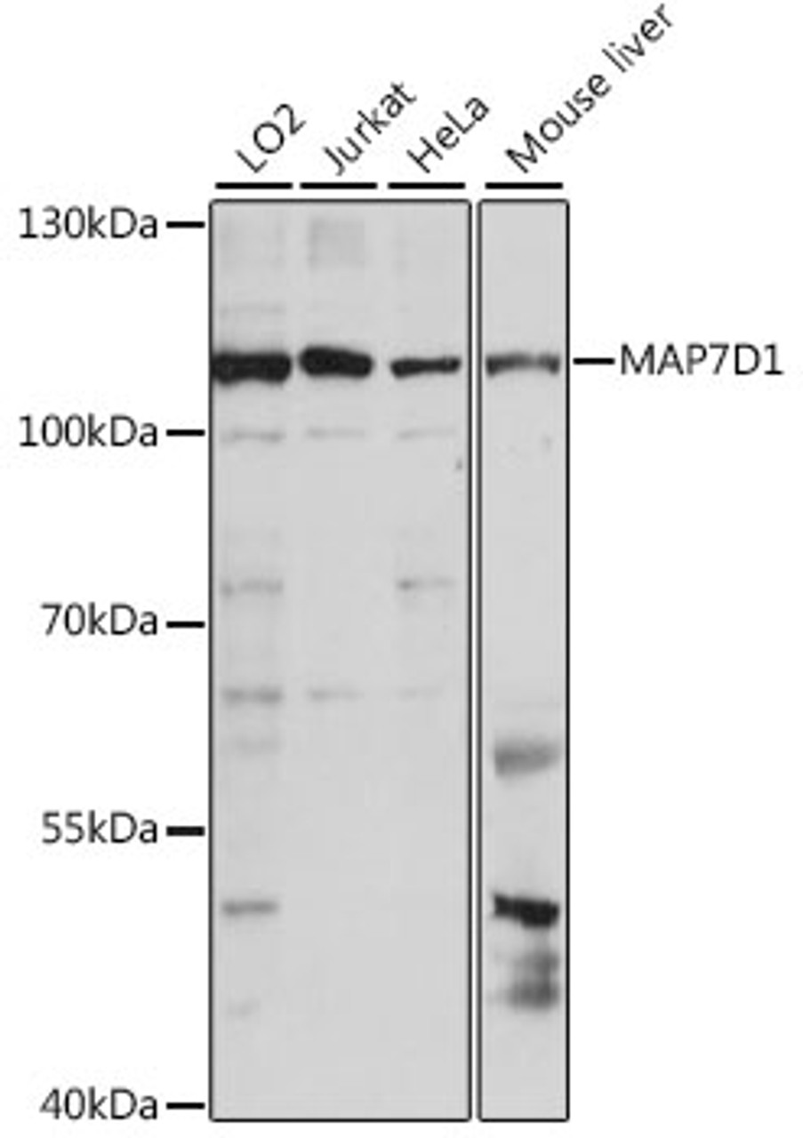 Western blot analysis of extracts of various cell lines, using MAP7D1 antibody (16-284) at 1:1000 dilution.<br/>Secondary antibody: HRP Goat Anti-Rabbit IgG (H+L) at 1:10000 dilution.<br/>Lysates/proteins: 25ug per lane.<br/>Blocking buffer: 3% nonfat dry milk in TBST.<br/>Detection: ECL Basic Kit.<br/>Exposure time: 10s.