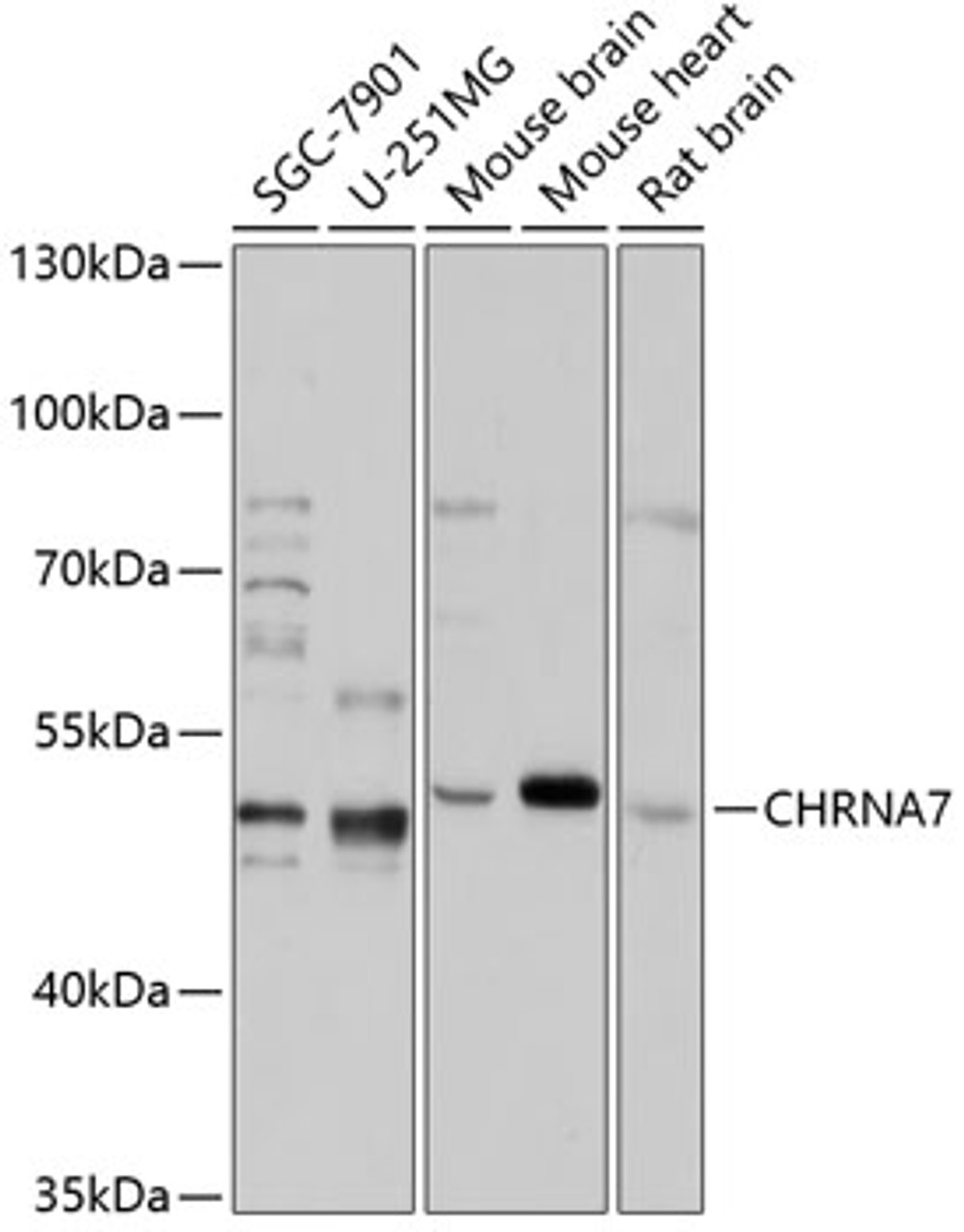 Western blot analysis of extracts of various cell lines, using CHRNA7 antibody (16-294) at 1:1000 dilution.<br/>Secondary antibody: HRP Goat Anti-Rabbit IgG (H+L) at 1:10000 dilution.<br/>Lysates/proteins: 25ug per lane.<br/>Blocking buffer: 3% nonfat dry milk in TBST.<br/>Detection: ECL Enhanced Kit.<br/>Exposure time: 5s.