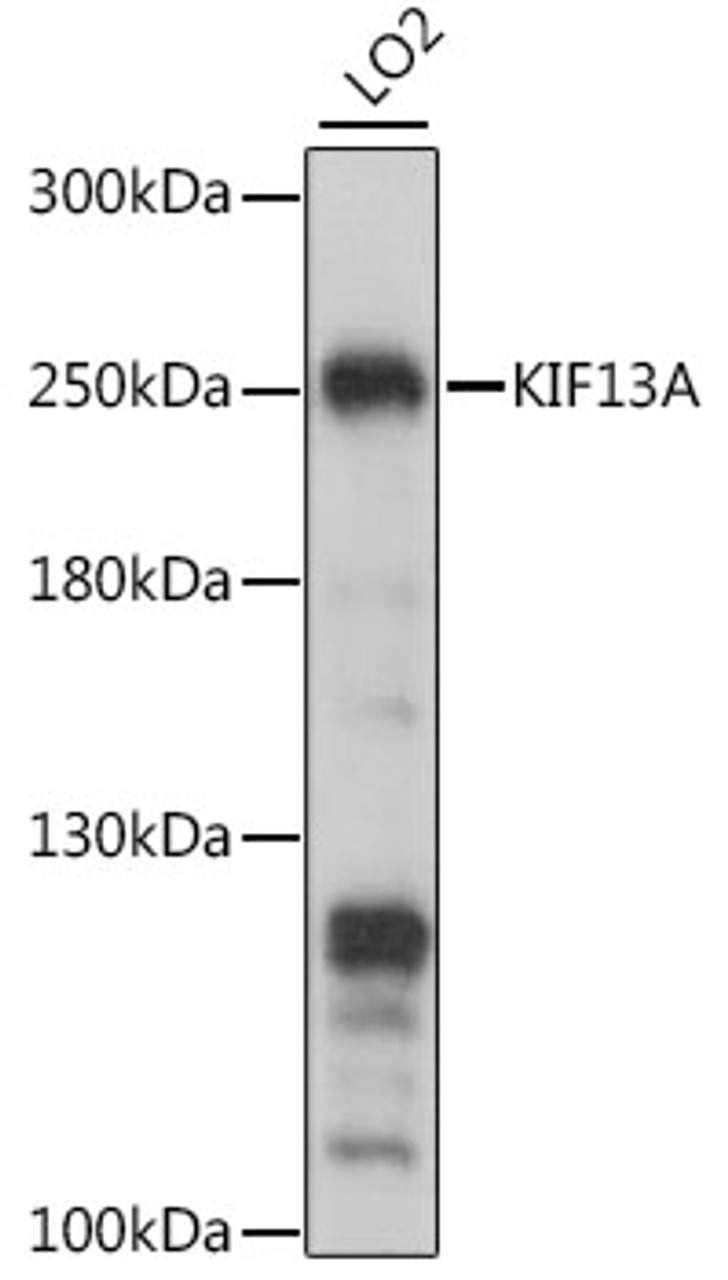 Western blot analysis of extracts of LO2 cells, using KIF13A antibody (16-295) at 1:1000 dilution.<br/>Secondary antibody: HRP Goat Anti-Rabbit IgG (H+L) at 1:10000 dilution.<br/>Lysates/proteins: 25ug per lane.<br/>Blocking buffer: 3% nonfat dry milk in TBST.<br/>Detection: ECL Basic Kit.<br/>Exposure time: 10s.