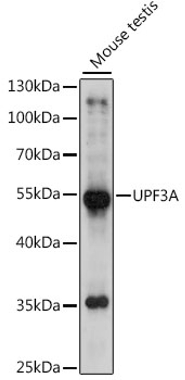 Western blot analysis of extracts of mouse testis, using UPF3A antibody (16-307) at 1:1000 dilution.<br/>Secondary antibody: HRP Goat Anti-Rabbit IgG (H+L) at 1:10000 dilution.<br/>Lysates/proteins: 25ug per lane.<br/>Blocking buffer: 3% nonfat dry milk in TBST.<br/>Detection: ECL Basic Kit.<br/>Exposure time: 3s.