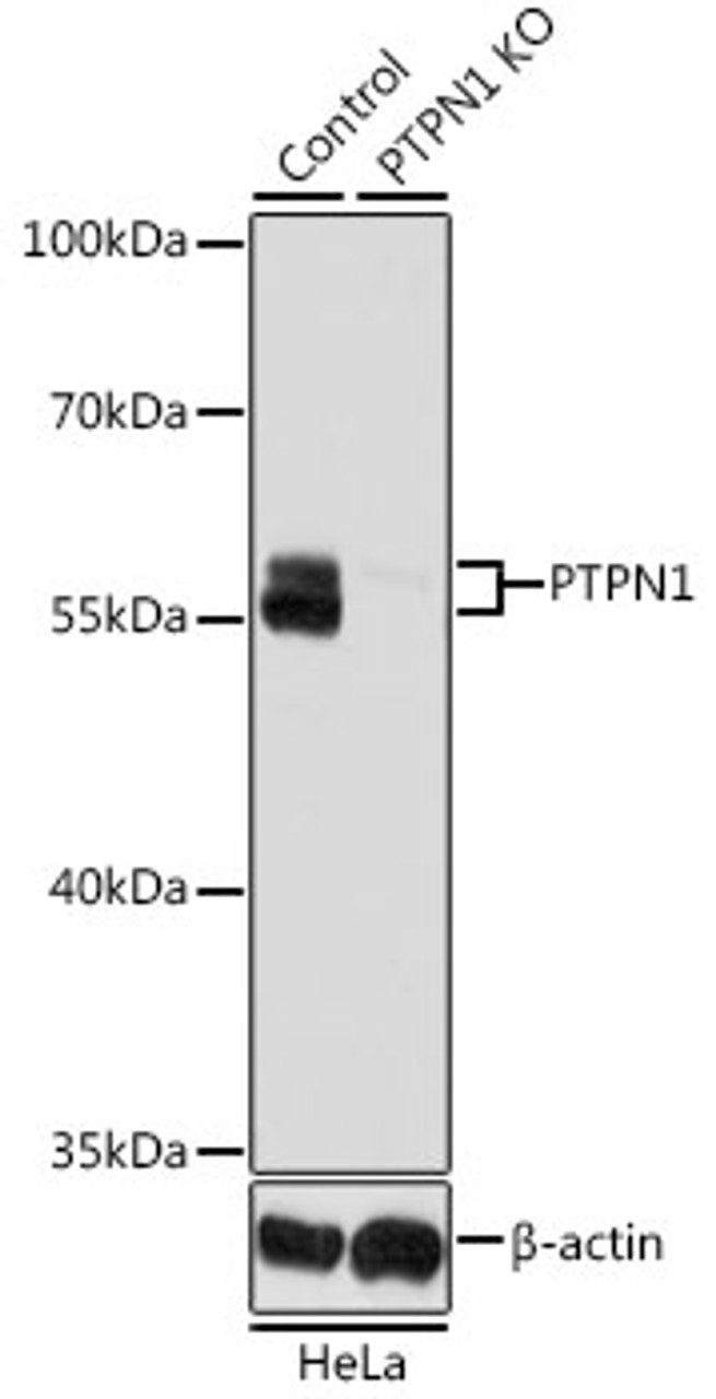 Western blot analysis of extracts from normal (control) and PTPN1 knockout (KO) HeLa cells, using PTPN1 antibody (16-310) at 1:1000 dilution.<br/>Secondary antibody: HRP Goat Anti-Rabbit IgG (H+L) at 1:10000 dilution.<br/>Lysates/proteins: 25ug per lane.<br/>Blocking buffer: 3% nonfat dry milk in TBST.<br/>Detection: ECL Basic Kit.<br/>Exposure time: 5s.