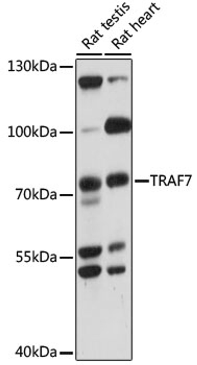 Western blot analysis of extracts of various cell lines, using TRAF7 antibody (16-319) at 1000 dilution.<br/>Secondary antibody: HRP Goat Anti-Rabbit IgG (H+L) at 1:10000 dilution.<br/>Lysates/proteins: 25ug per lane.<br/>Blocking buffer: 3% nonfat dry milk in TBST.<br/>Detection: ECL Basic Kit.<br/>Exposure time: 15s.