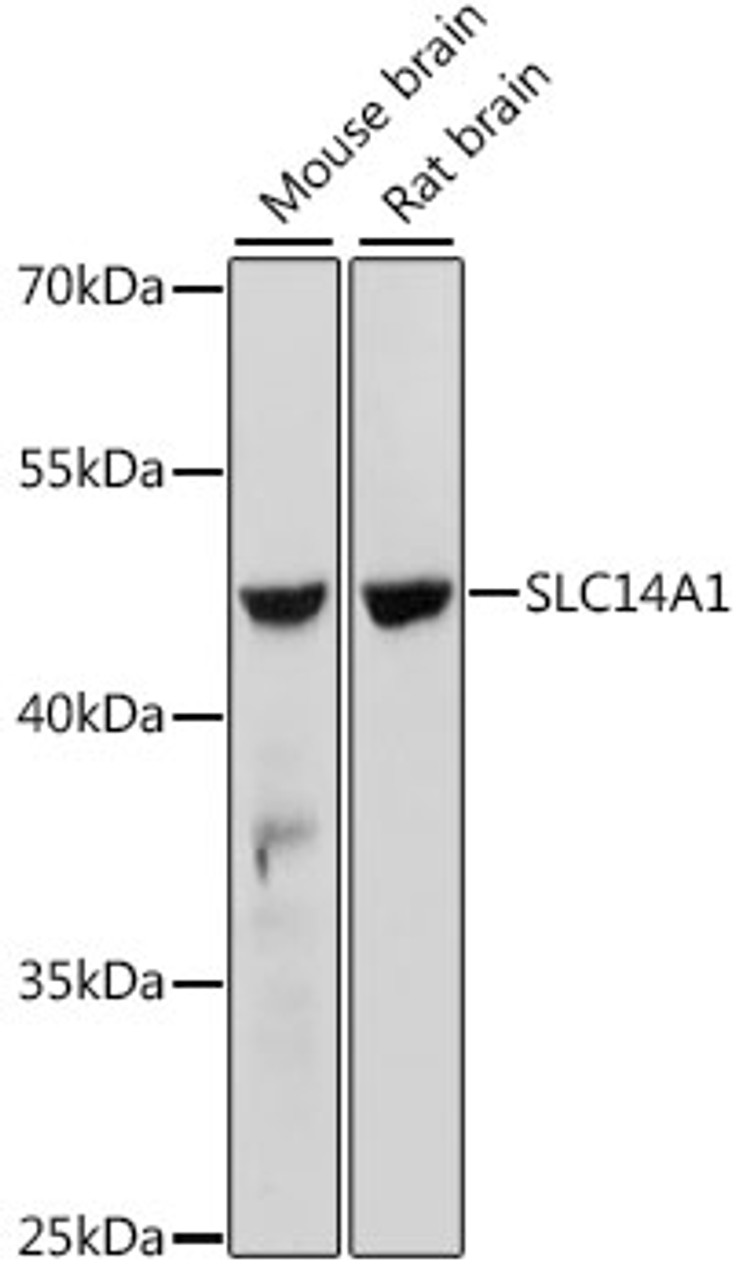 Western blot analysis of extracts of various cell lines, using SLC14A1 antibody (16-368) at 1:1000 dilution.<br/>Secondary antibody: HRP Goat Anti-Rabbit IgG (H+L) at 1:10000 dilution.<br/>Lysates/proteins: 25ug per lane.<br/>Blocking buffer: 3% nonfat dry milk in TBST.<br/>Detection: ECL Basic Kit.<br/>Exposure time: 60s.