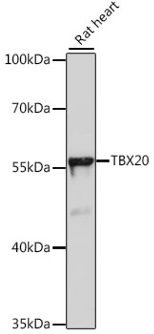 Western blot analysis of extracts of rat heart, using TBX20 antibody (16-369) at 1:1000 dilution.<br/>Secondary antibody: HRP Goat Anti-Rabbit IgG (H+L) at 1:10000 dilution.<br/>Lysates/proteins: 25ug per lane.<br/>Blocking buffer: 3% nonfat dry milk in TBST.<br/>Detection: ECL Basic Kit.<br/>Exposure time: 90s.