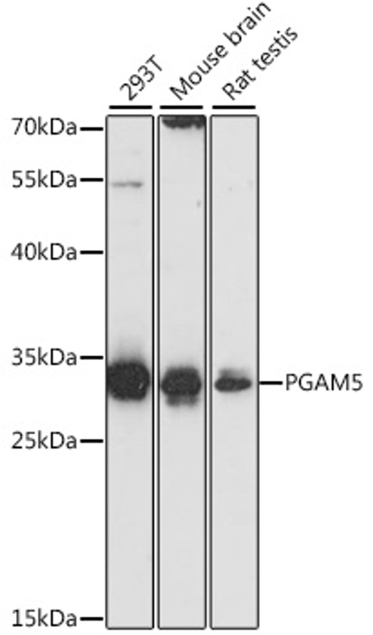 Western blot analysis of extracts of various cell lines, using PGAM5 antibody (16-380) at 1:1000 dilution.<br/>Secondary antibody: HRP Goat Anti-Rabbit IgG (H+L) at 1:10000 dilution.<br/>Lysates/proteins: 25ug per lane.<br/>Blocking buffer: 3% nonfat dry milk in TBST.<br/>Detection: ECL Basic Kit.<br/>Exposure time: 30s.