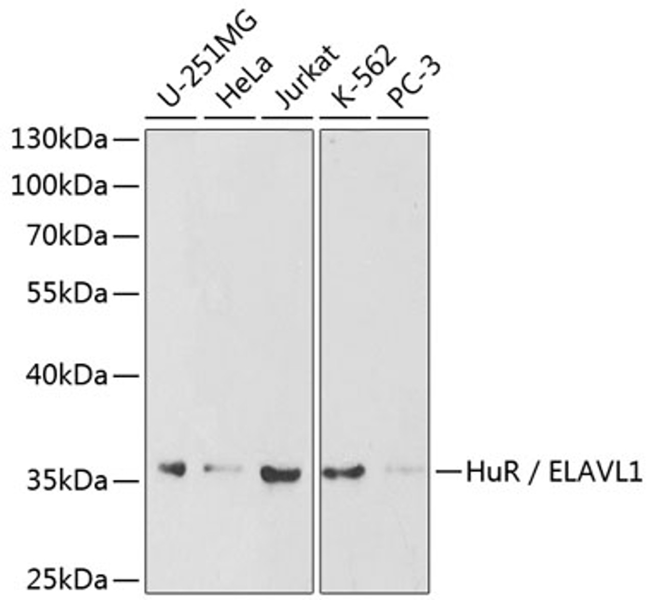 Western blot analysis of extracts of various cell lines, using HuR / ELAVL1 antibody (16-418) at 1:1000 dilution.<br/>Secondary antibody: HRP Goat Anti-Rabbit IgG (H+L) at 1:10000 dilution.<br/>Lysates/proteins: 25ug per lane.<br/>Blocking buffer: 3% nonfat dry milk in TBST.