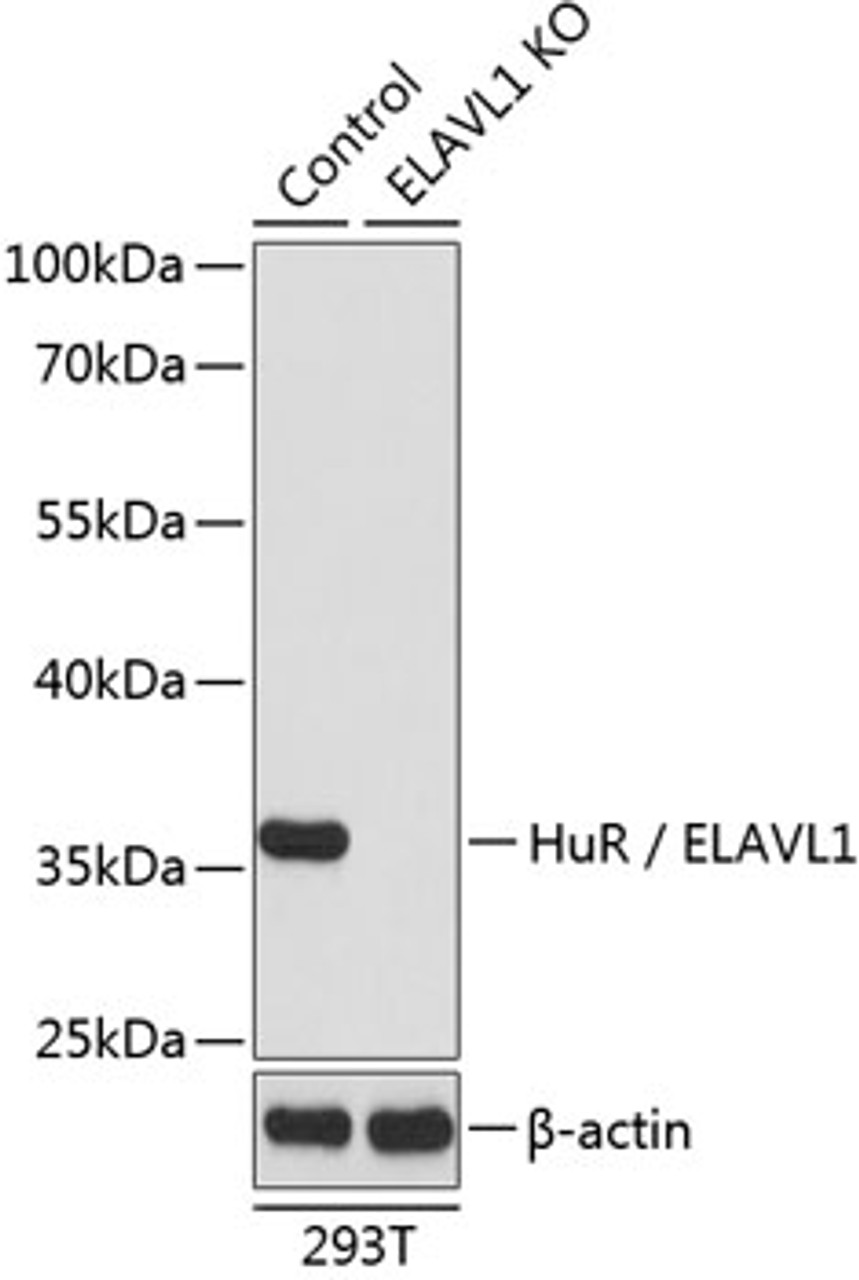 Western blot analysis of extracts from normal (control) and HuR / ELAVL1 knockout (KO) 293T cells, using HuR / ELAVL1 antibody (16-418) at 1:1000 dilution.<br/>Secondary antibody: HRP Goat Anti-Rabbit IgG (H+L) at 1:10000 dilution.<br/>Lysates/proteins: 25ug per lane.<br/>Blocking buffer: 3% nonfat dry milk in TBST.<br/>Detection: ECL Basic Kit.<br/>Exposure time: 90s.