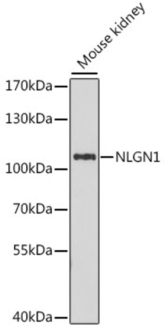 Western blot analysis of extracts of mouse kidney, using NLGN1 antibody (16-431) at 1:1000 dilution.<br/>Secondary antibody: HRP Goat Anti-Rabbit IgG (H+L) at 1:10000 dilution.<br/>Lysates/proteins: 25ug per lane.<br/>Blocking buffer: 3% nonfat dry milk in TBST.<br/>Detection: ECL Enhanced Kit.<br/>Exposure time: 6min.
