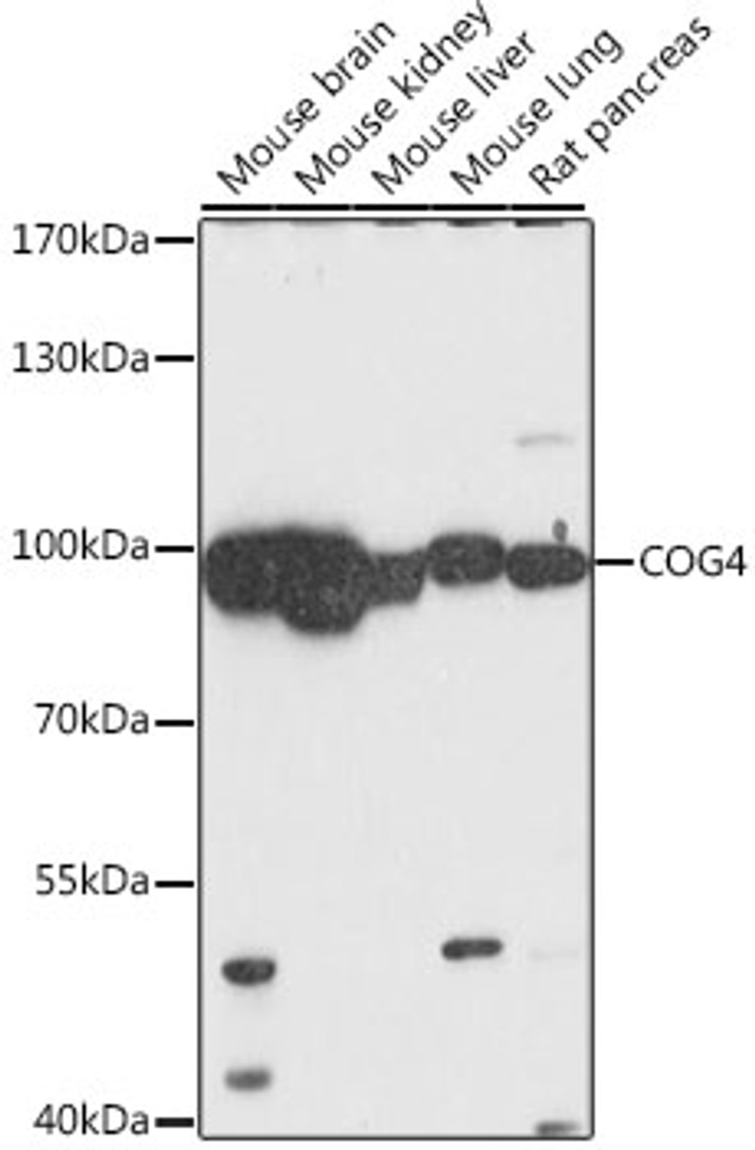 Western blot analysis of extracts of various cell lines, using COG4 antibody (16-437) at 1:1000 dilution.<br/>Secondary antibody: HRP Goat Anti-Rabbit IgG (H+L) at 1:10000 dilution.<br/>Lysates/proteins: 25ug per lane.<br/>Blocking buffer: 3% nonfat dry milk in TBST.<br/>Detection: ECL Basic Kit.<br/>Exposure time: 30s.